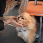 Permiten llevar mascotas en trenes y micros de larga distancia