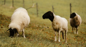 Alarma por casos de «oveja loca» en Argentina en medio del desguace del Senasa