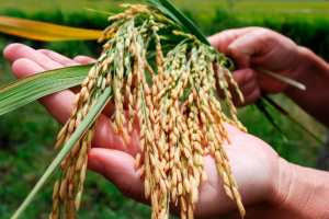 Advierten caída del 19% en la siembra de arroz y fuerte impacto por los costos