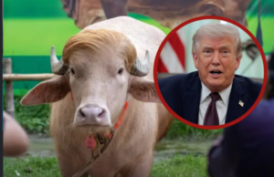 Un búfalo albino de 700 Kg se volvió viral por su parecido al presidente Donald Trump