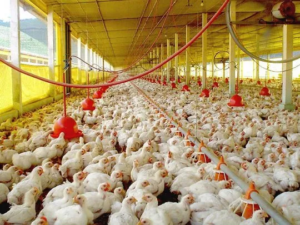Las importaciones de carne alcanzaron un nuevo récord en marzo y advierten por la subsistencia de pequeños productores