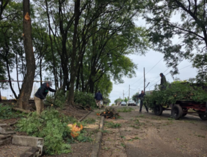 La Paz: se realizan tareas de poda en plazoleta del C.I.C.
