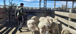 Financiación para jóvenes productores ovinos y caprinos en la provincia