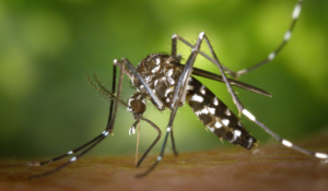 Dengue en la región: la alerta de los expertos para evitar otro brote