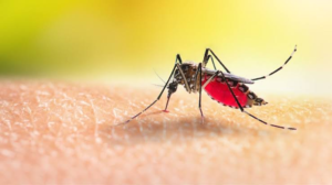 Alarma por posible brote de dengue tras el Súper Niño: cuántos casos se esperan y qué medidas tomar en casa