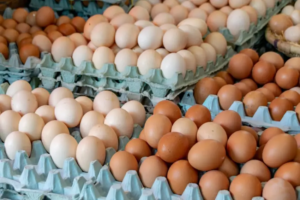 Presentaron un proyecto de ley de etiquetado de huevos